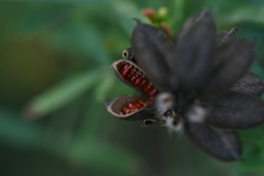 Crotalaria goreensis